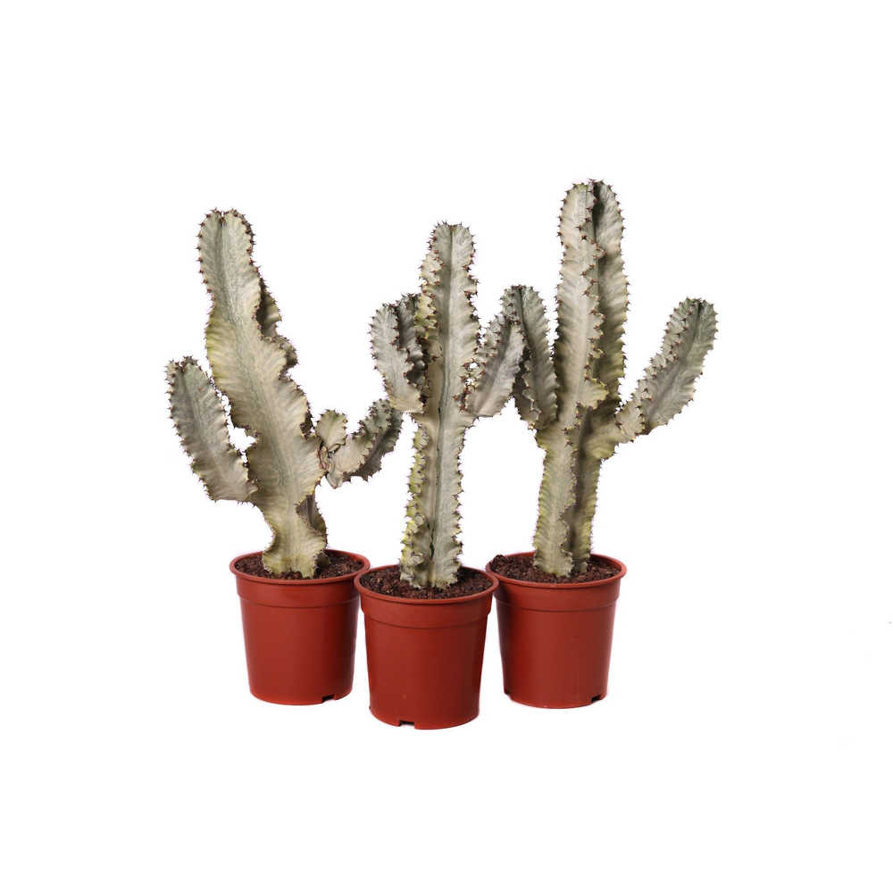 Euphorbia ingens marmorata 21 cm.