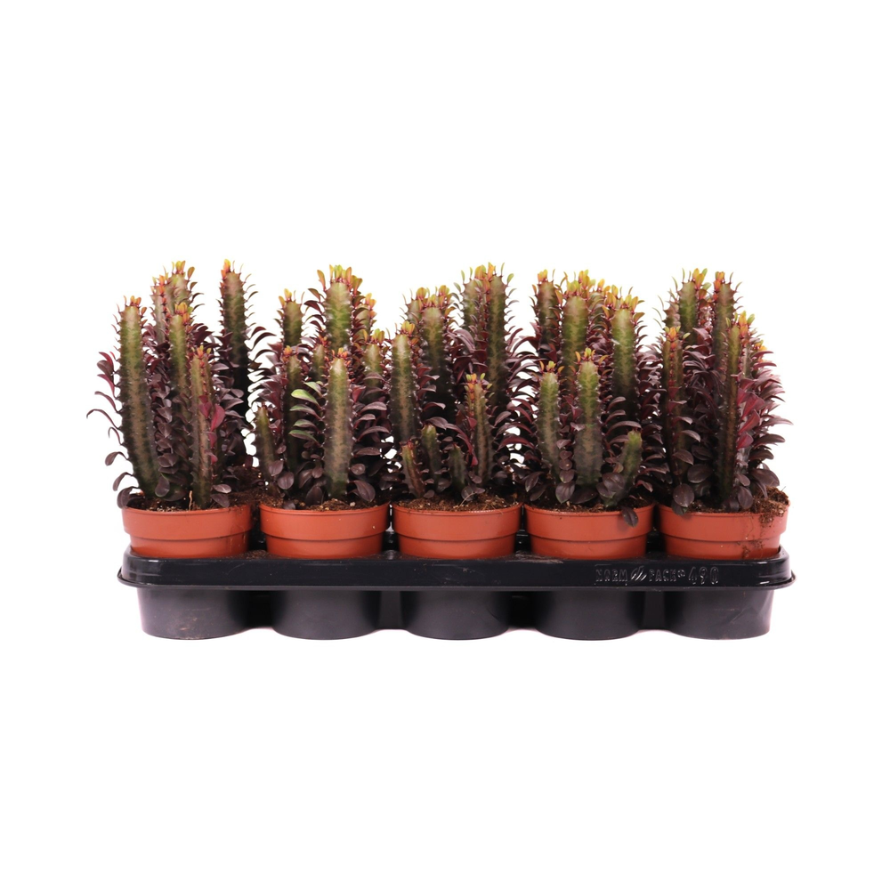 Euphorbia trig rubra 12 cm.