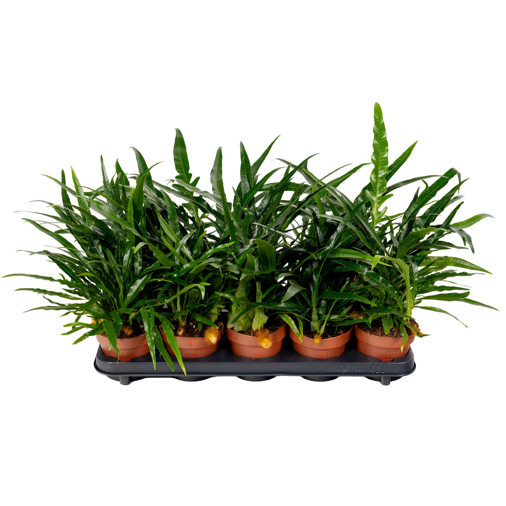 Aglaomorpha Coronans JIM.