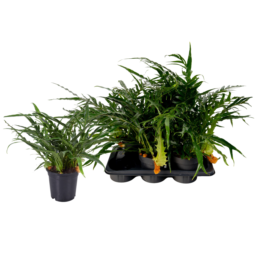 Aglaomorpha Coronans JIM.