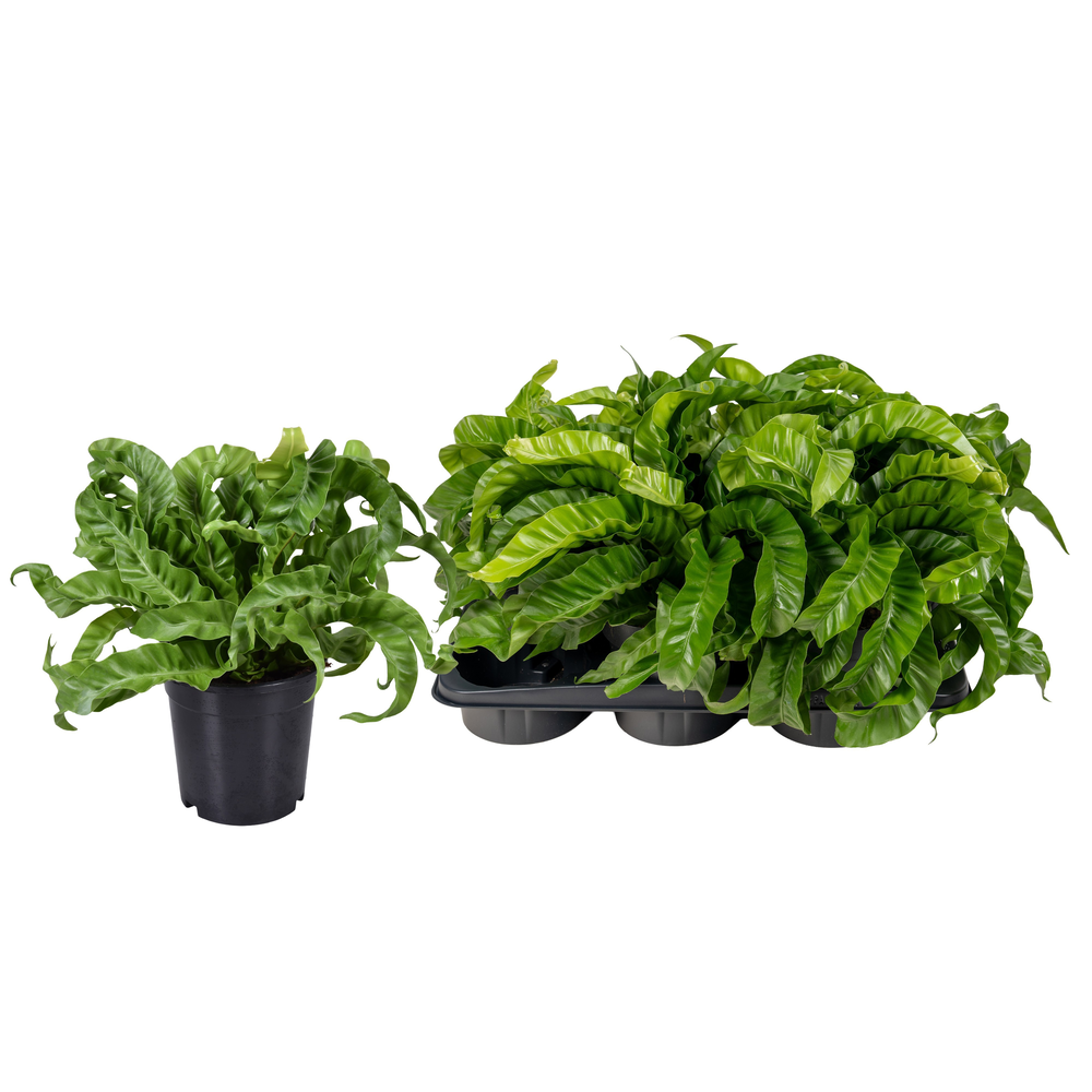 Asplenium Hurricane.