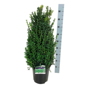 Buxus sempervirens.