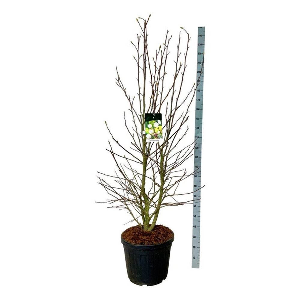 Magnolia loebneri 'Wildcat'.