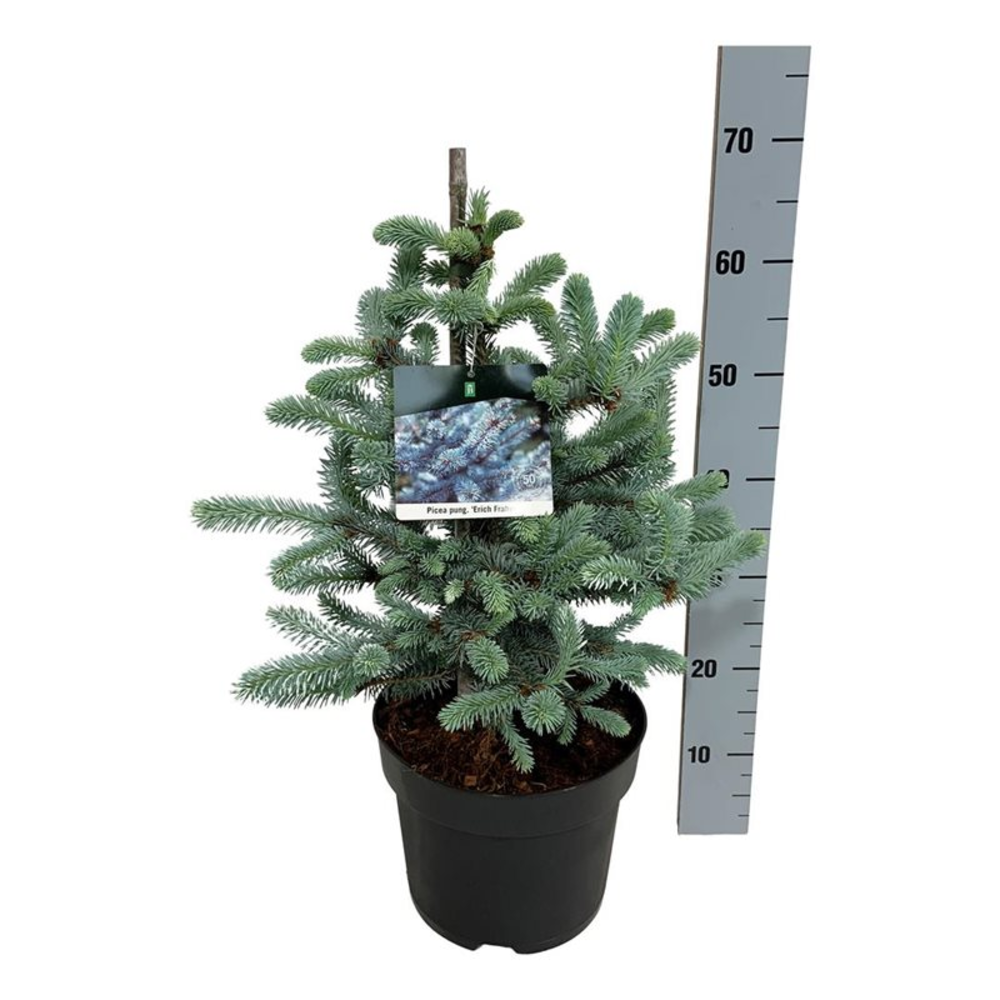 Picea pung. 'Erich Frahm'.