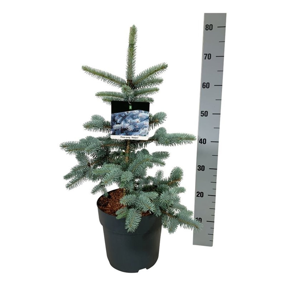 Picea pung. 'Hoopsii'.