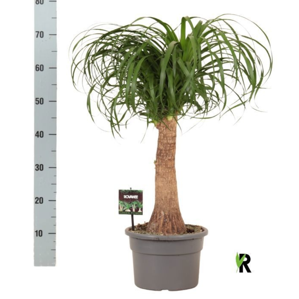 Beaucarnea rec. rechte stam.