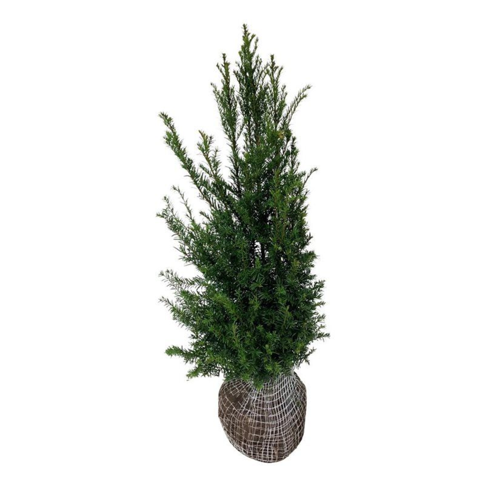Taxus baccata.