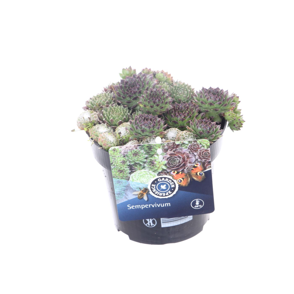 Sempervivum gemengd in de pot.