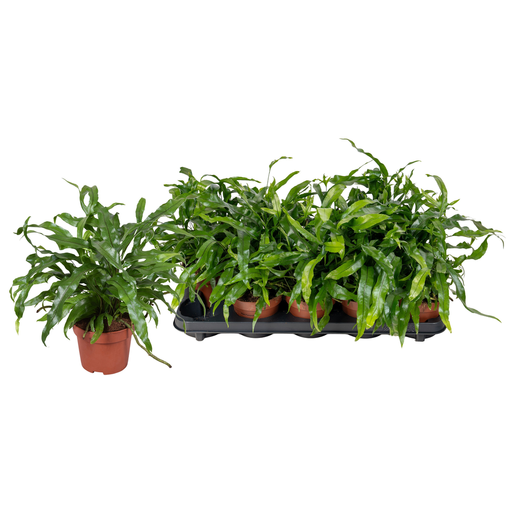 Microsorum Diversifolium.