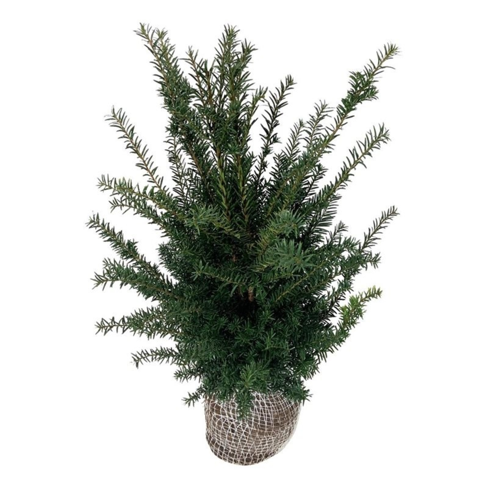 Taxus baccata.