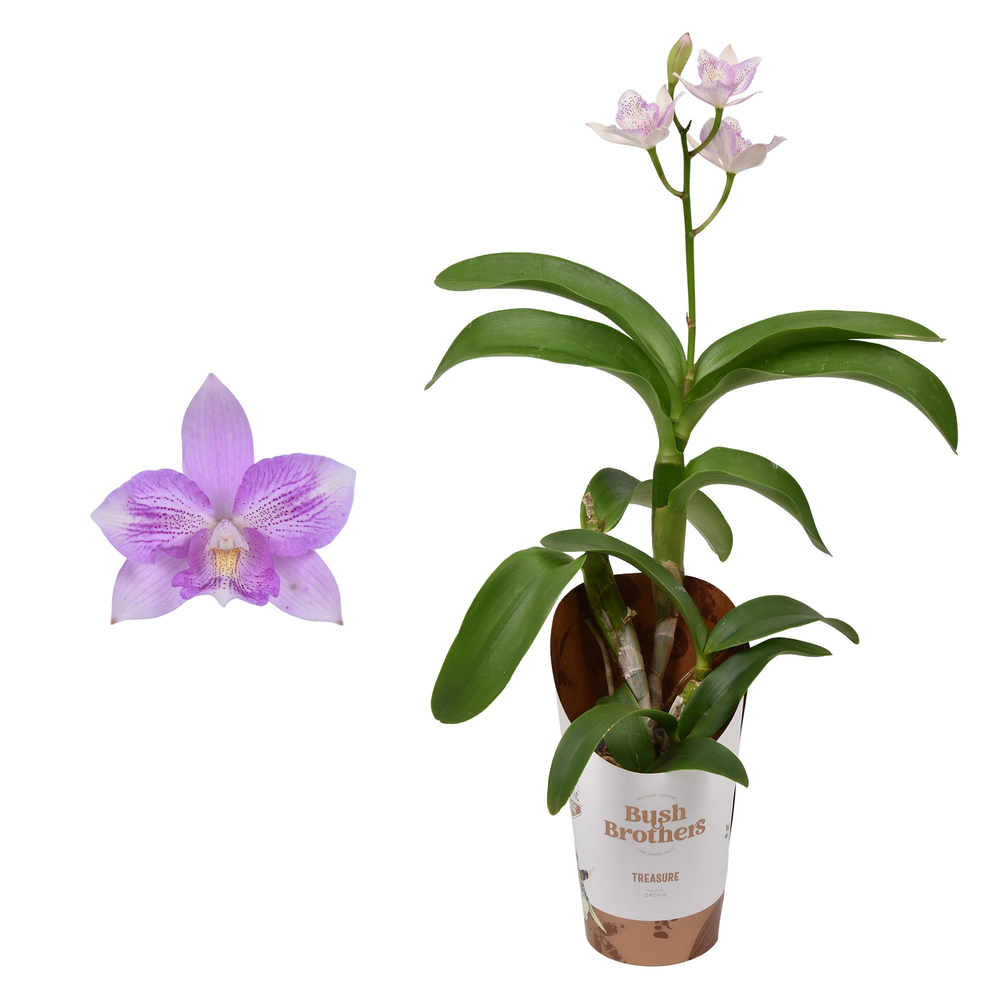 Laelia Cattleya 9 cm.