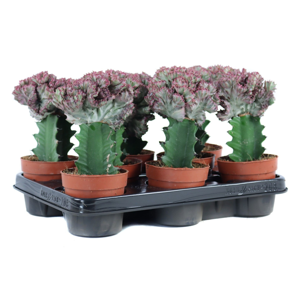 Euphorbia lactea cristata 10,5 cm.