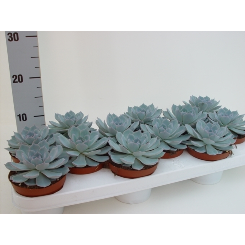 Echeveria colorata.