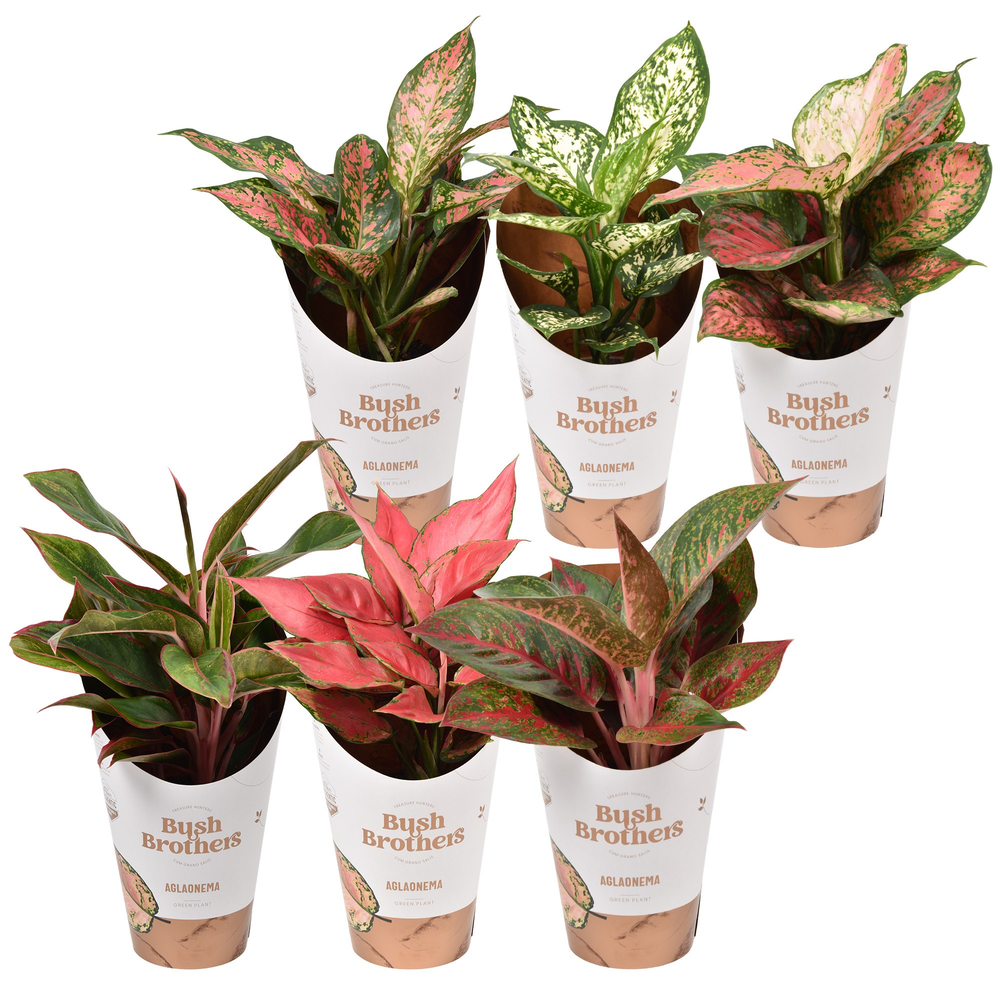 Aglaonema Star Collection.