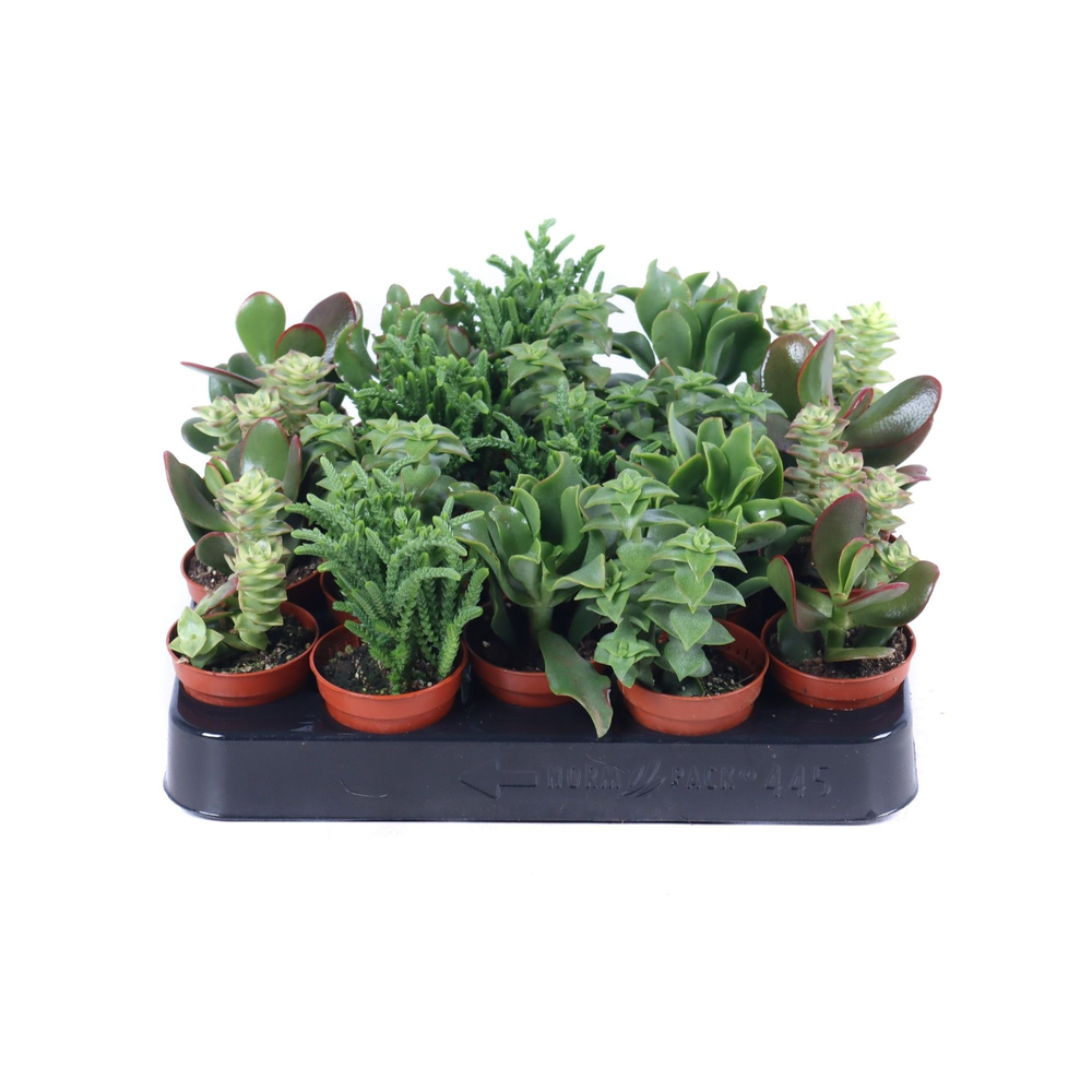 Crassula mix 5,5 cm.