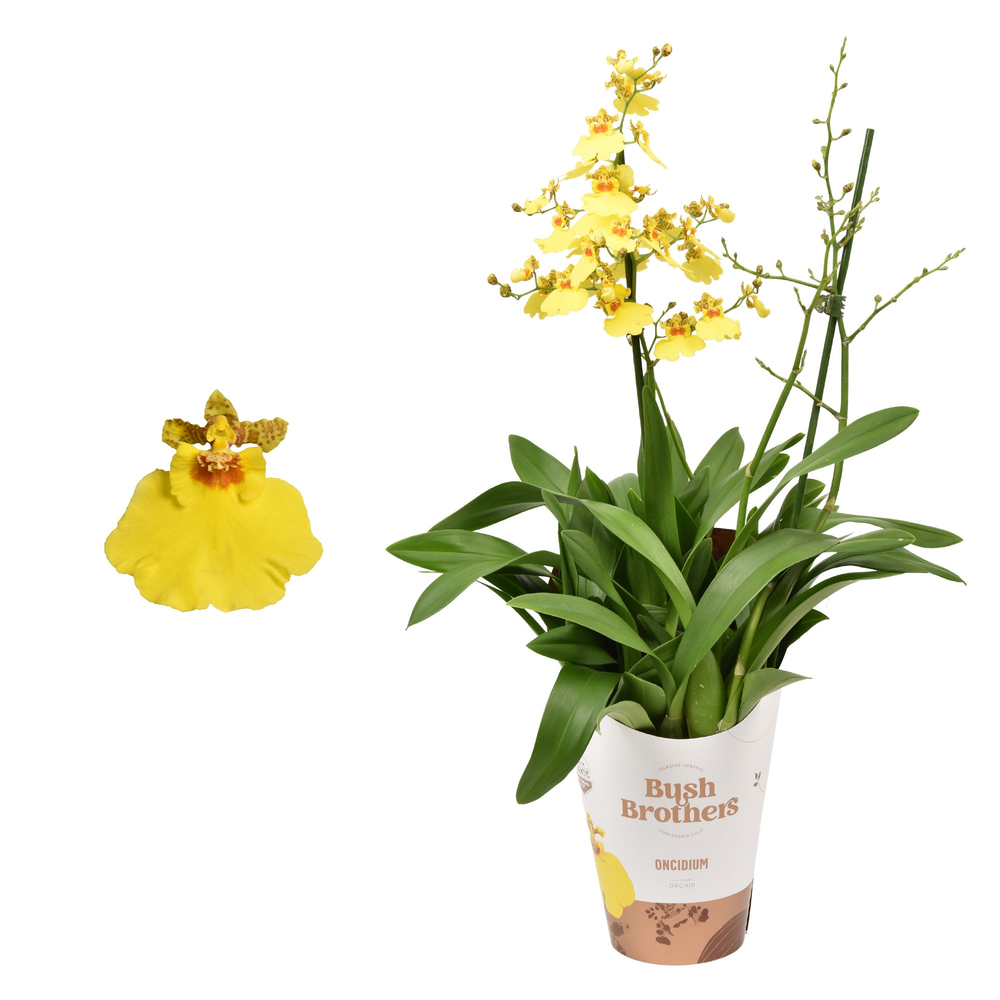 Oncidium 'Münsterland Stern' 2 tak 12 cm.