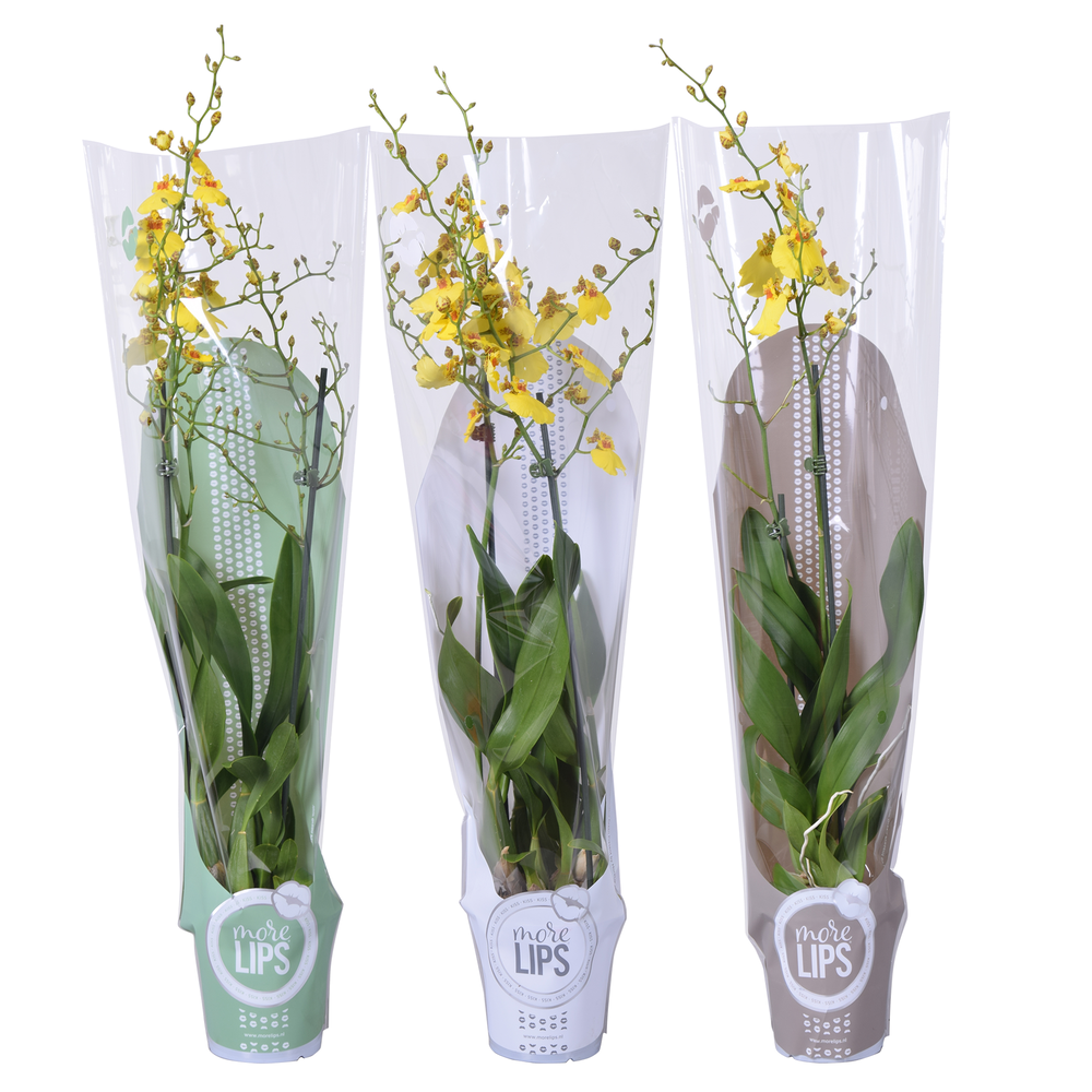 Morelips® Oncidium Münsterland Stern 2 tak met wit.
