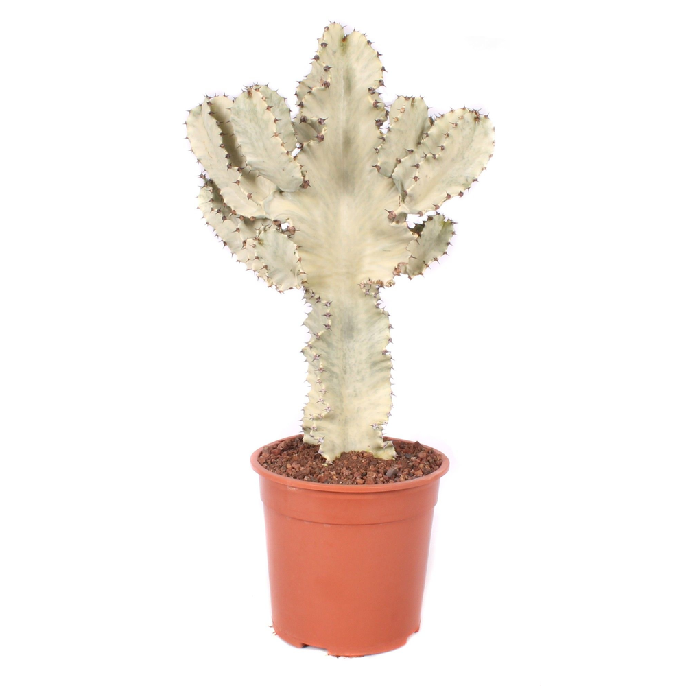 Euphorbia erytrea variegata 24 cm.