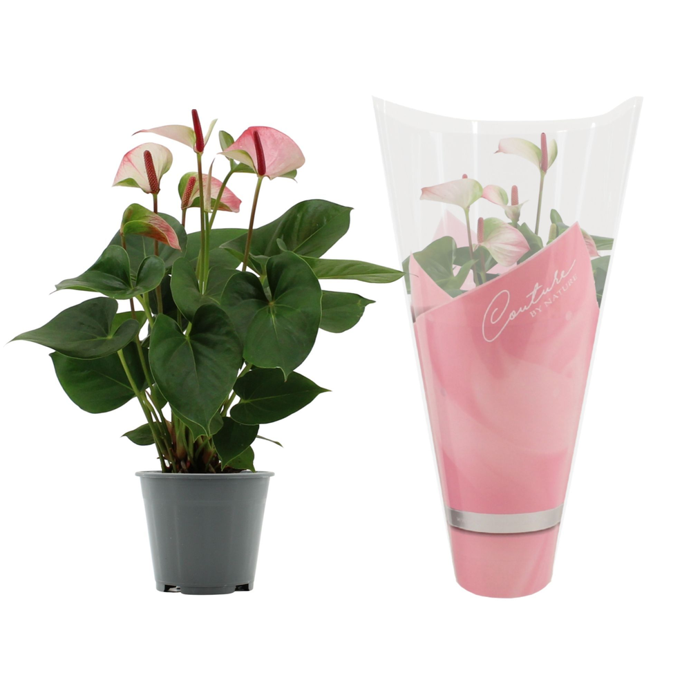 Anthurium Amalia Elegance in Couture sleeve.