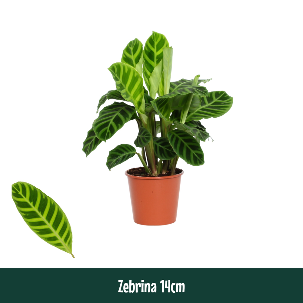 Calathea 14cm Zebrina.
