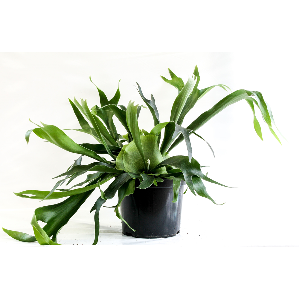 Platycerium (Hertshoornvaren).