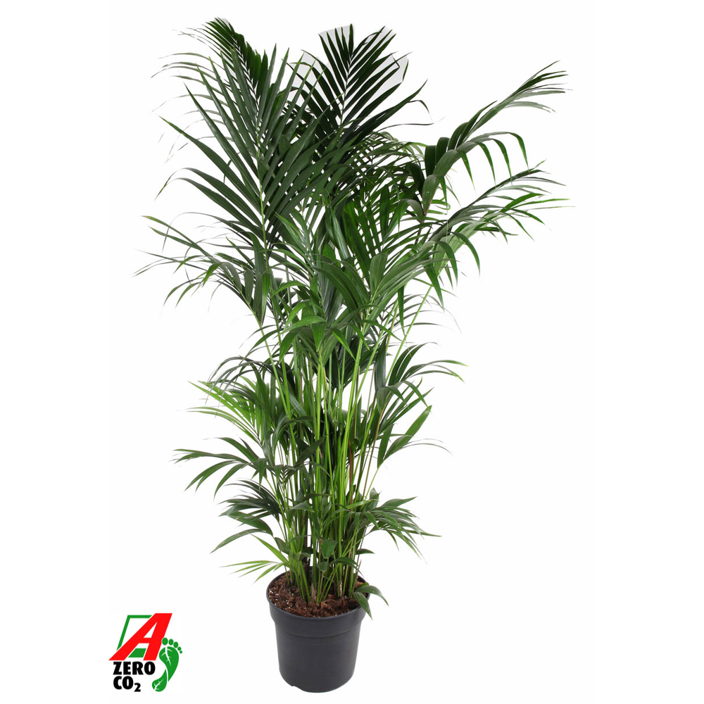 Howea Forsteriana(kentia) P40-240.