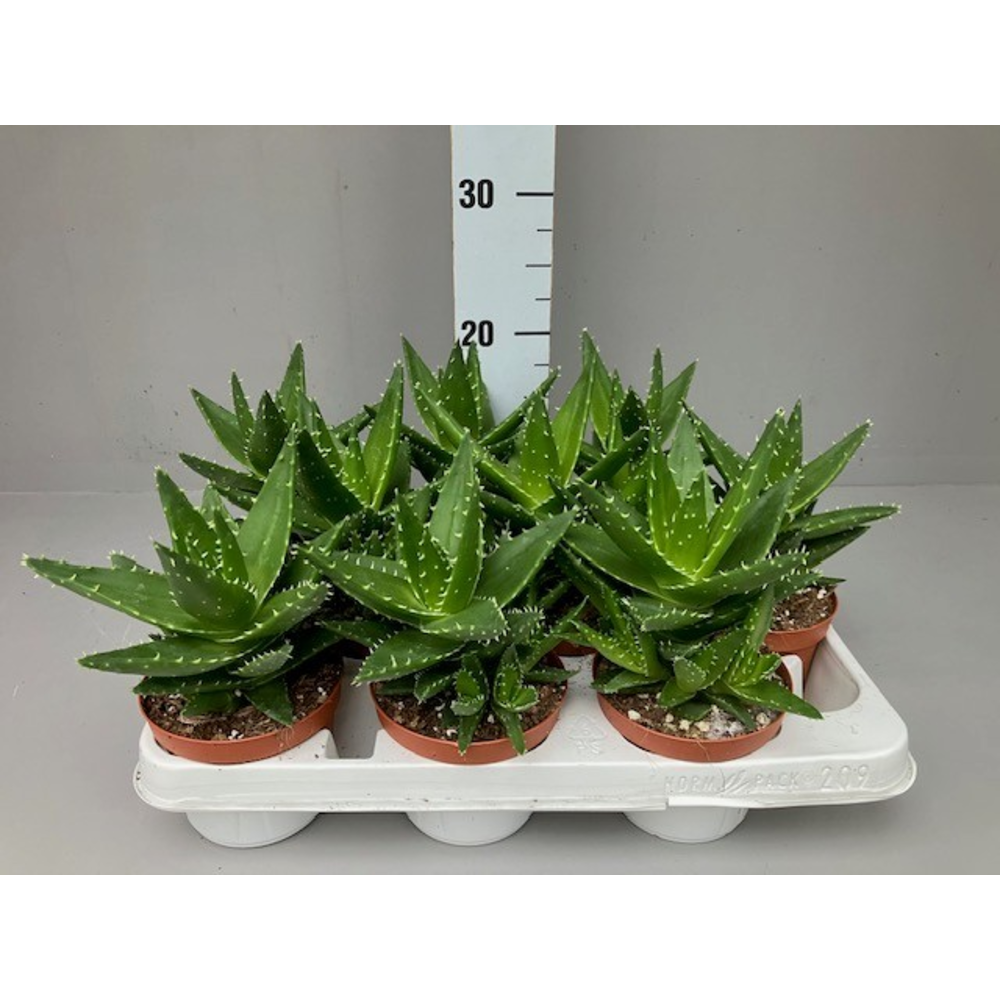 Aloe mitriformis.
