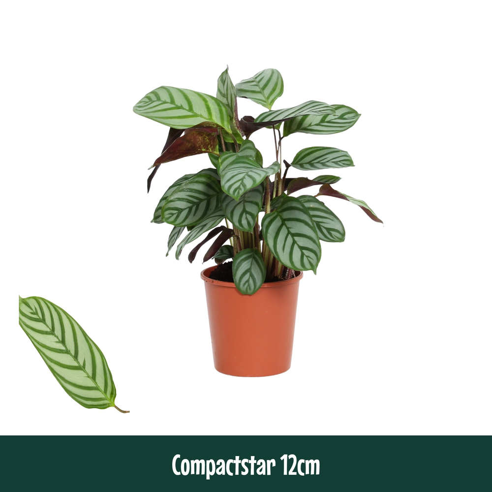 Calathea 12cm Compactstar (Ctenanhte).