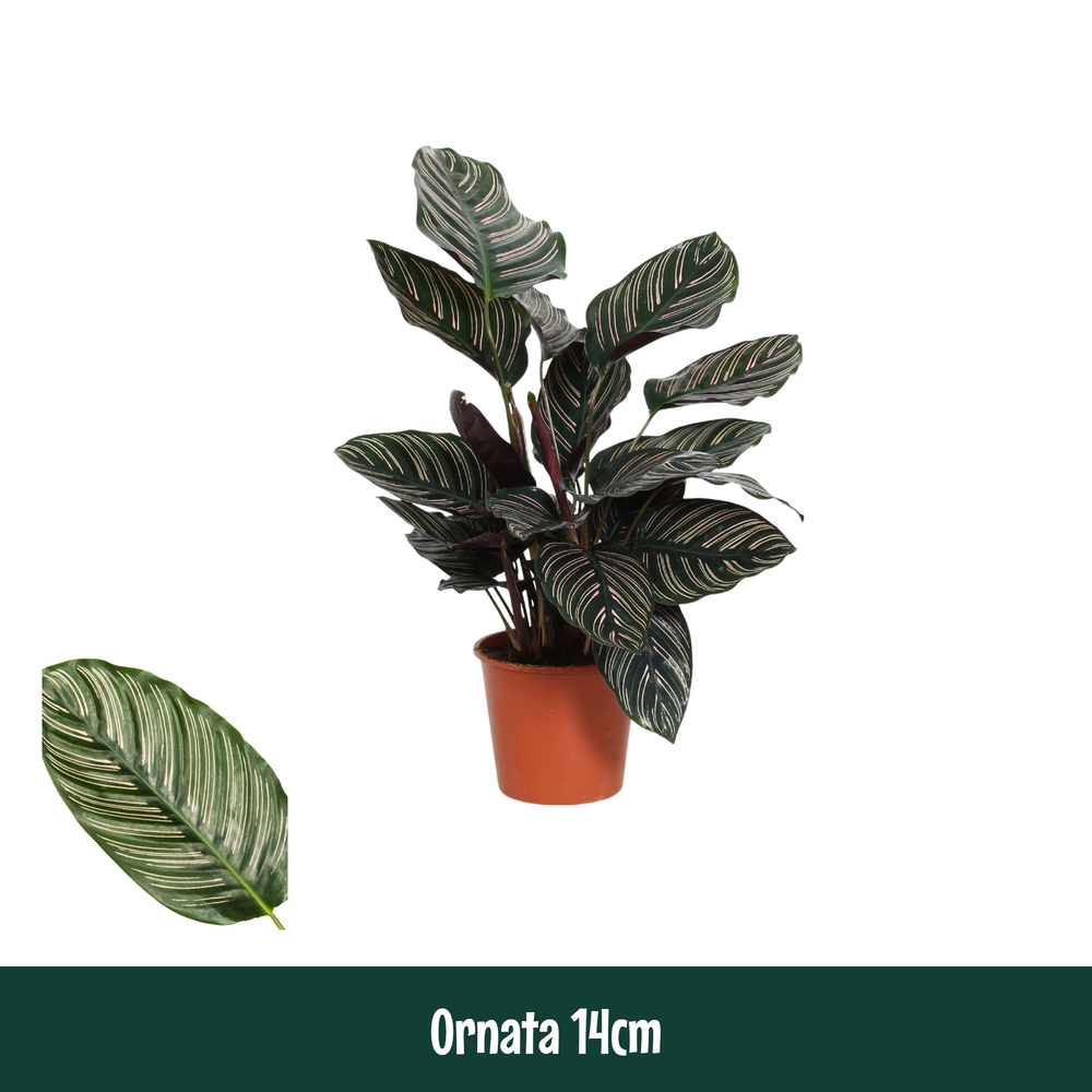 Calathea 14cm Ornata - Living.
