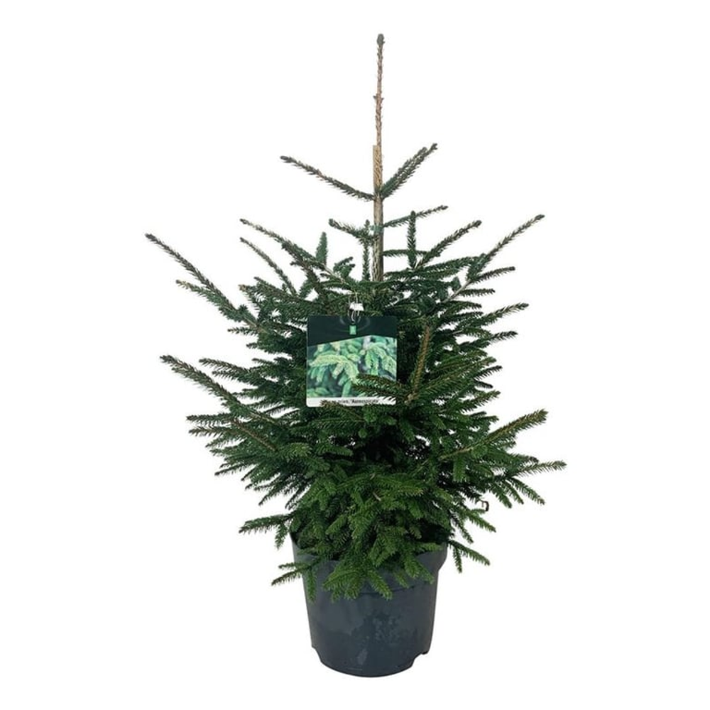 Picea orientalis 'Aureospicata'.