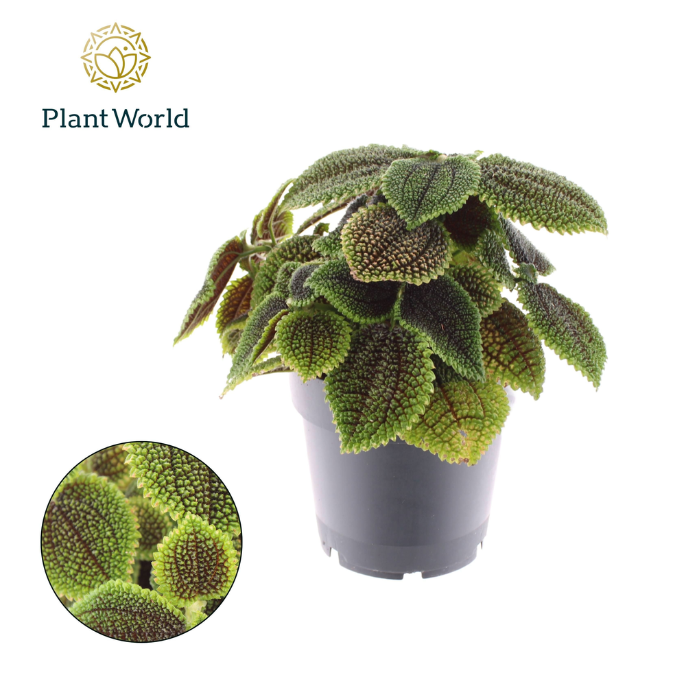 Pilea Moonvalley.