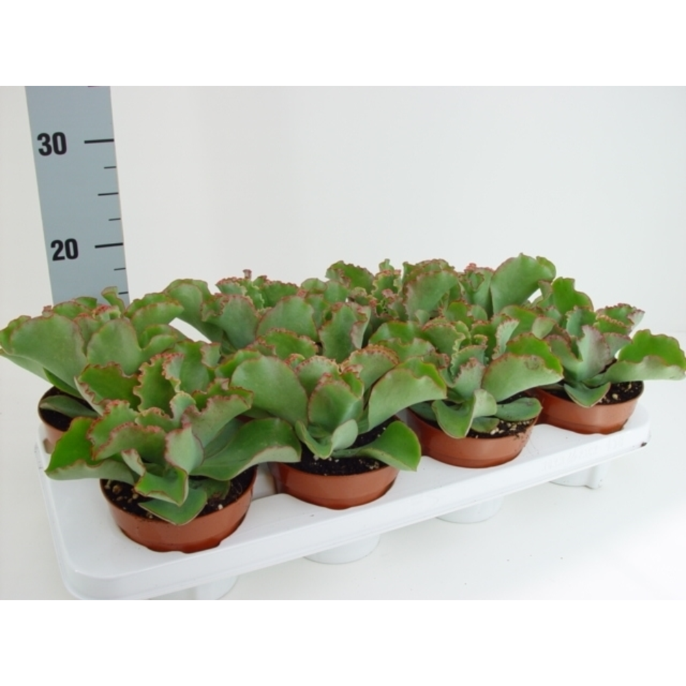 Echeveria Dick's pink.