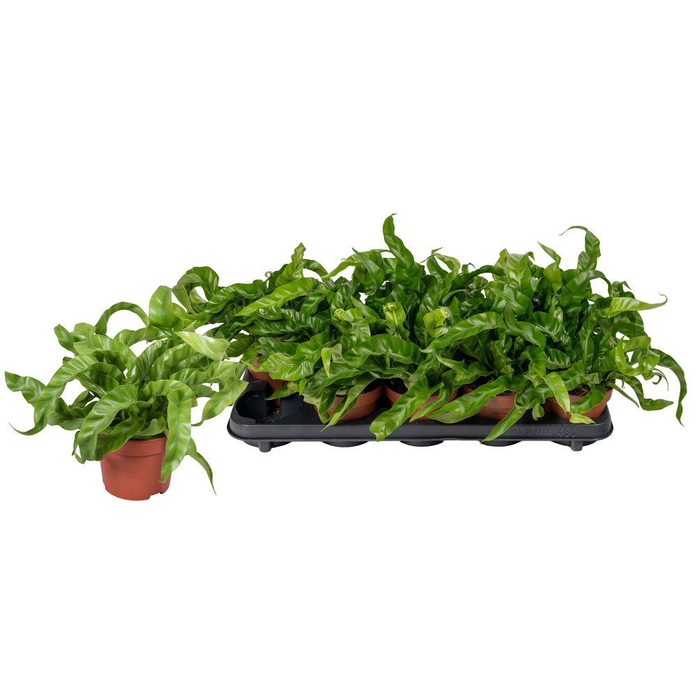 Asplenium Hurricane.