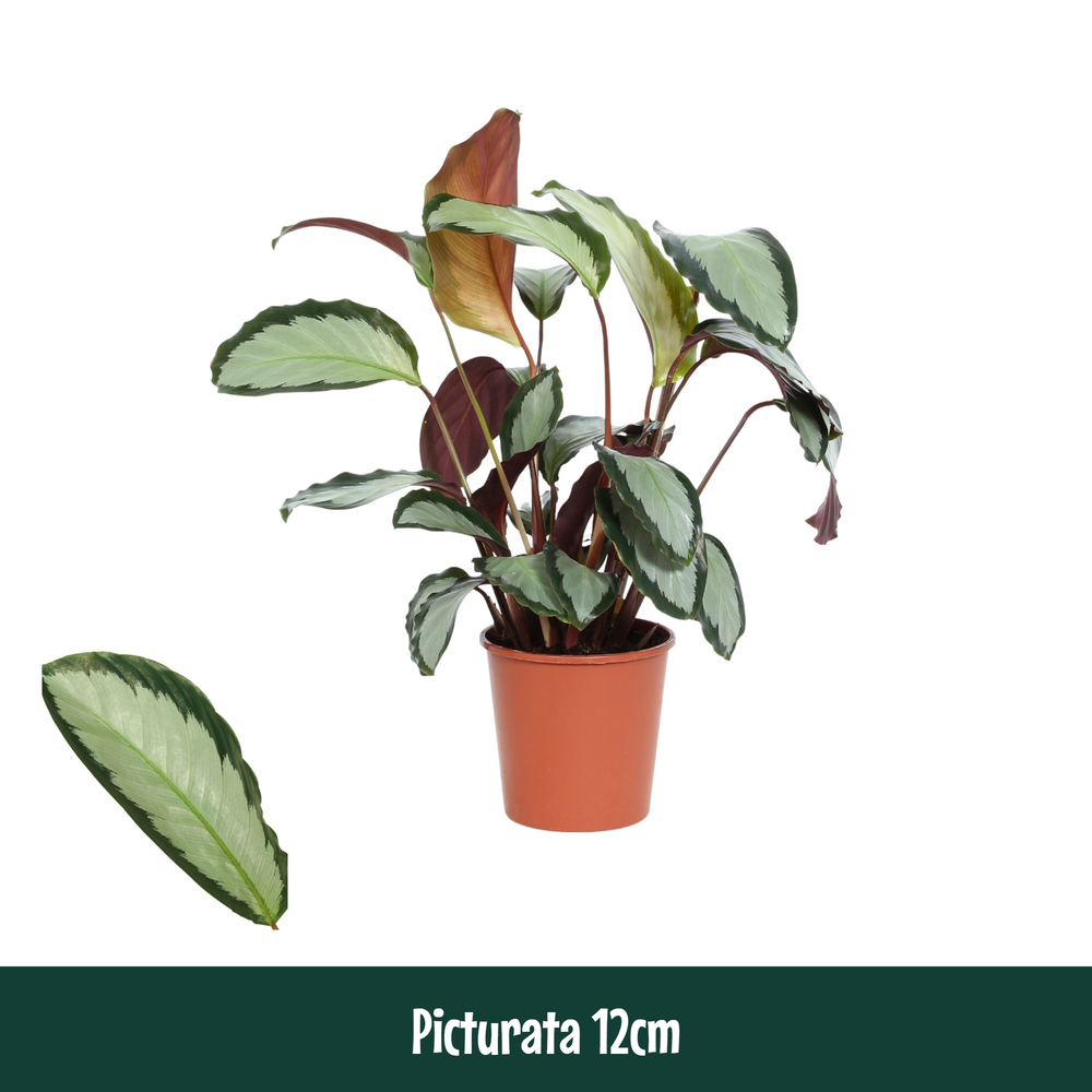 Calathea 12cm Picturata.