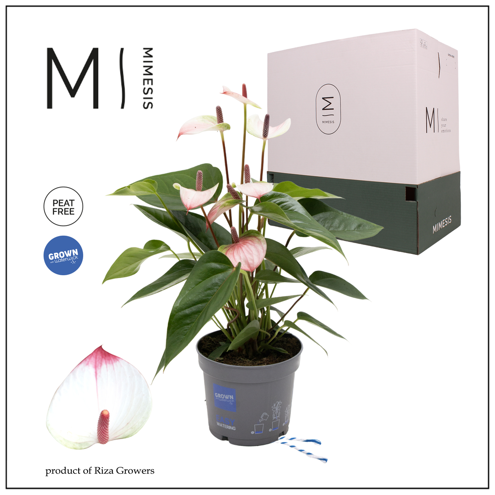 Mimesis Anthurium KARMA Hotlips - 12cm.
