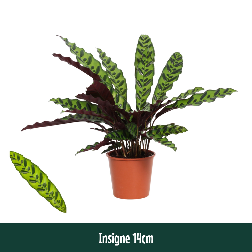 Calathea 14cm Insigne (Lancifolia) - Living.