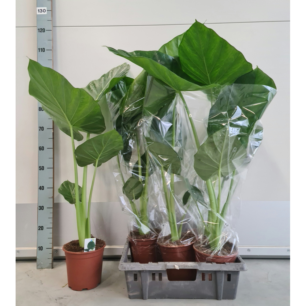 Alocasia macrorrhiza.