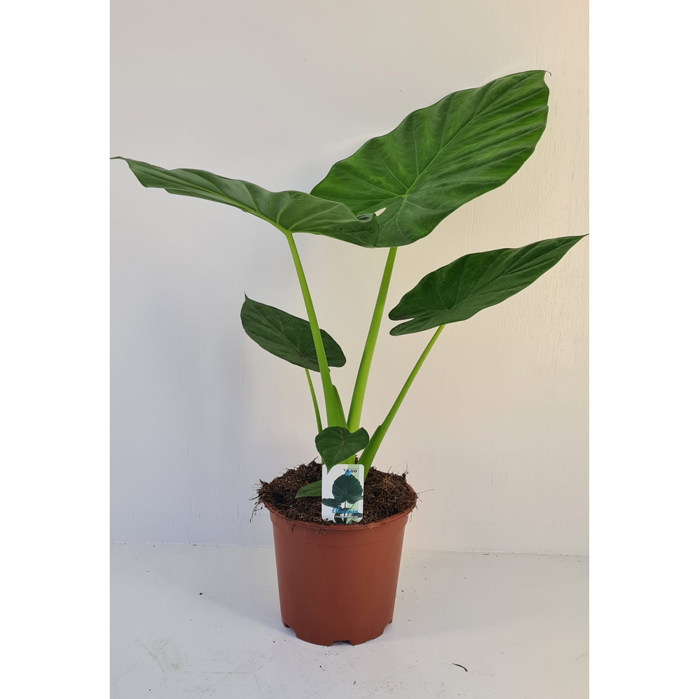 Alocasia macrorrhiza.