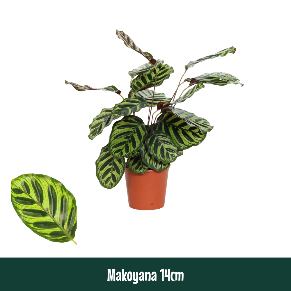 Calathea 14cm Makoyana.