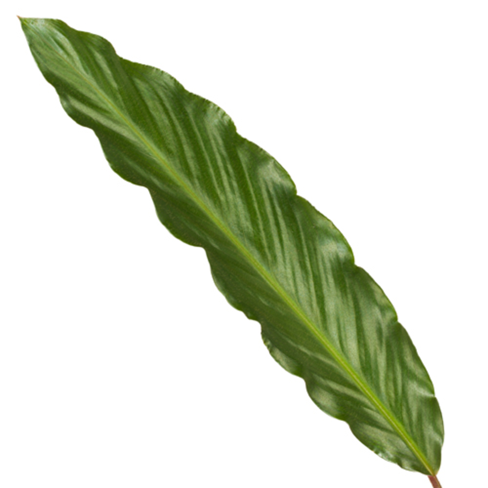 Calathea 14cm Wavestar (Rufibarba).