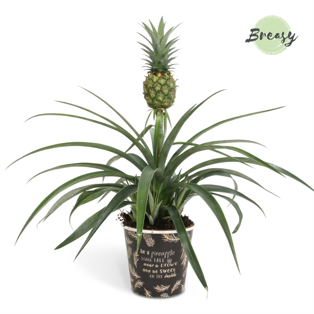 Ananas Mi Amigo Potcover Vitoria.