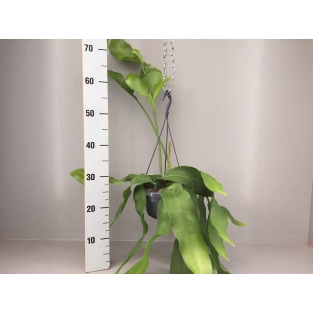 Epiphyllum oxypetalum.