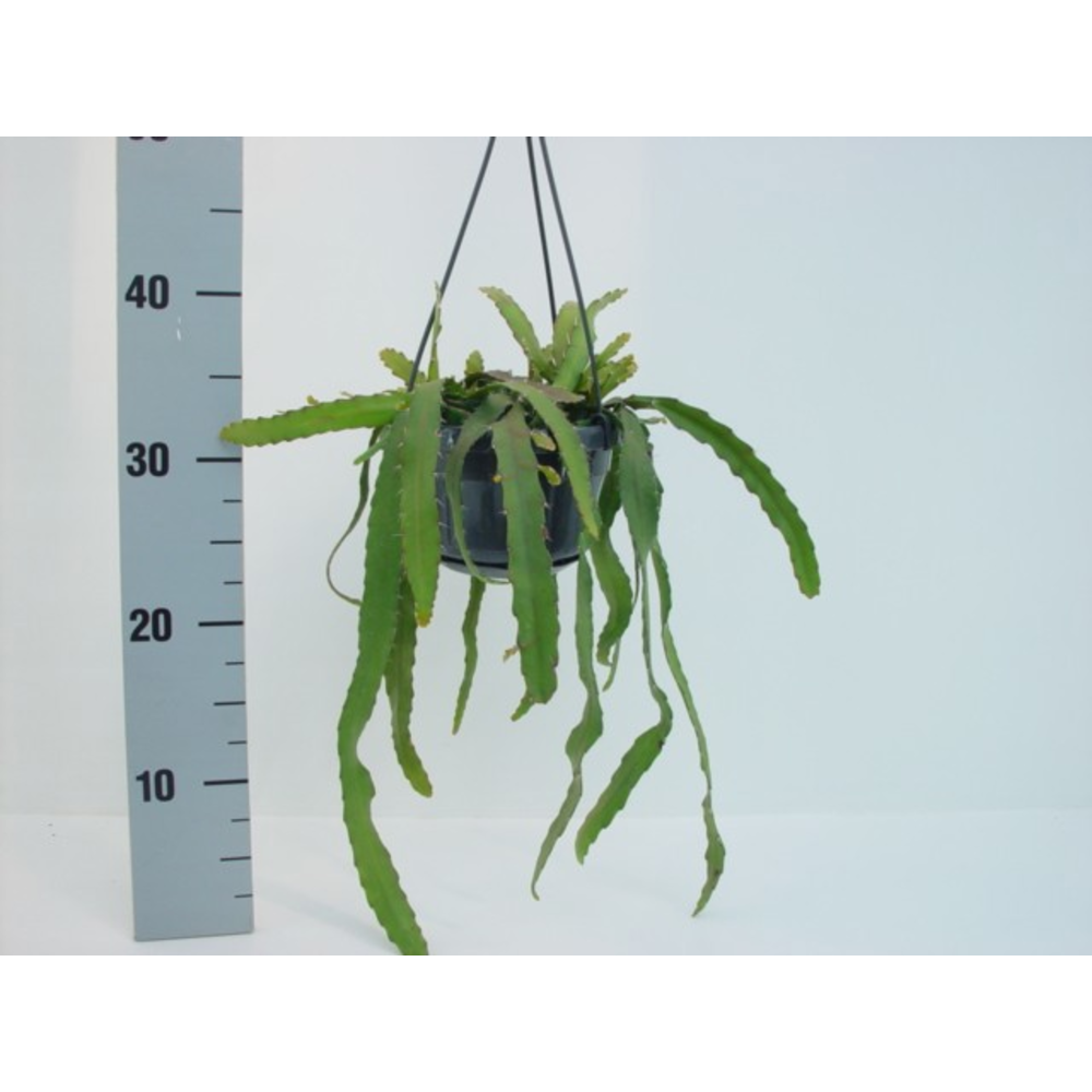 Rhipsalis monacantha.