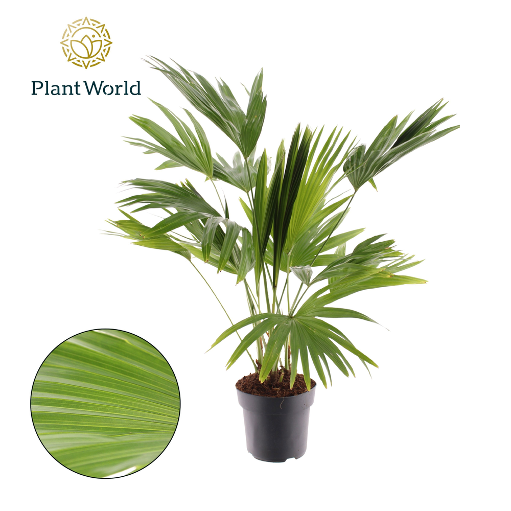 Livistona rotundifolia 3pp.