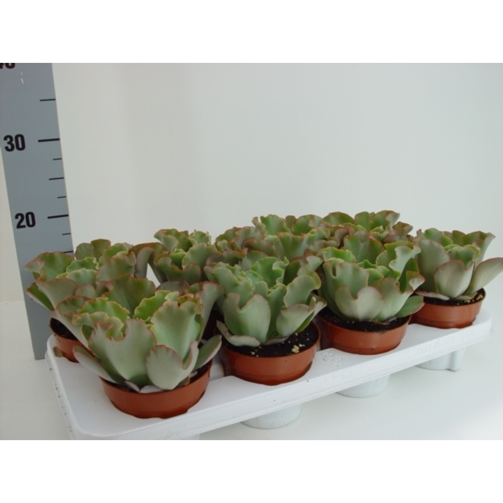 Echeveria Giant blue.