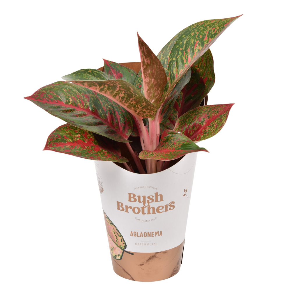 Aglaonema Dark Star.