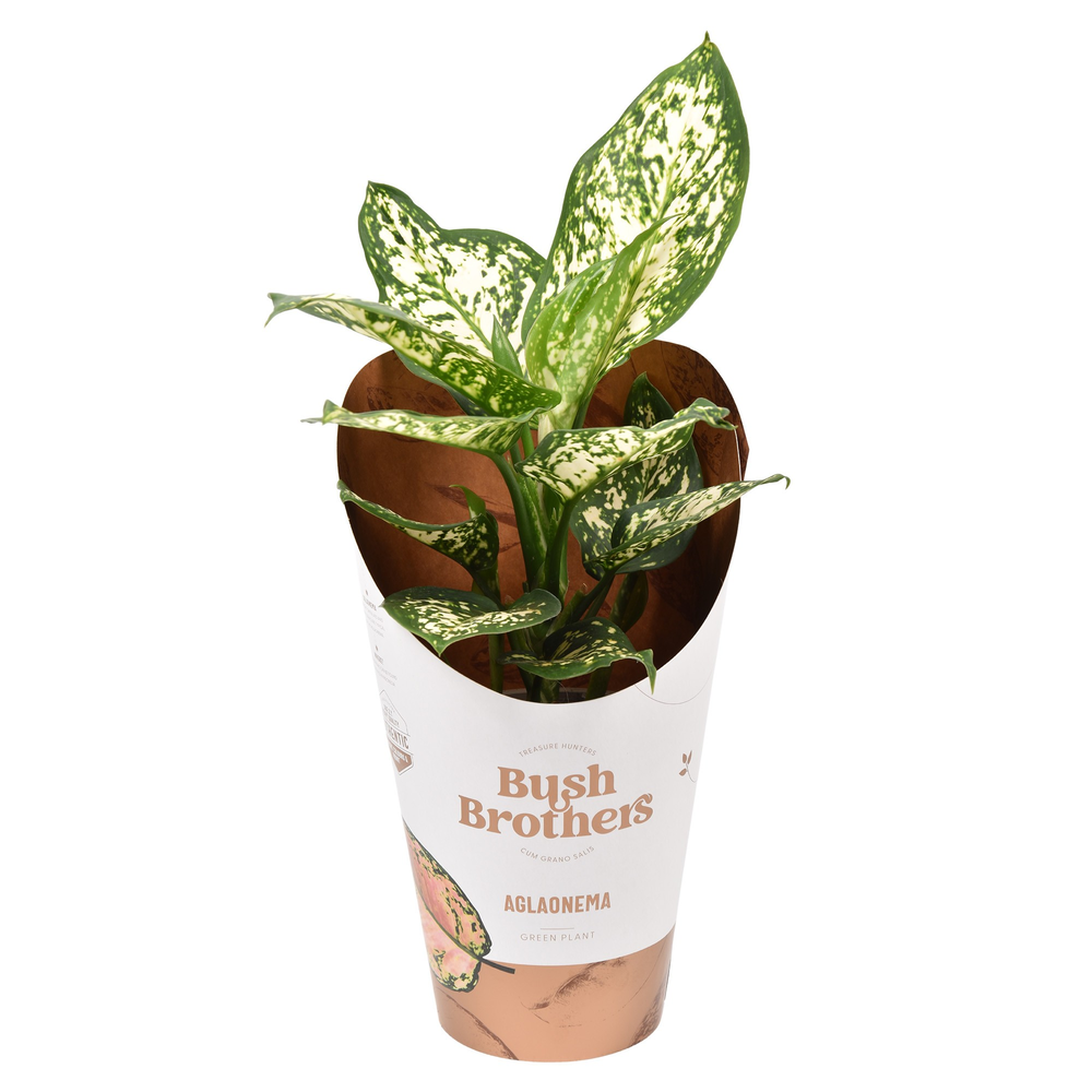 Aglaonema White Star.