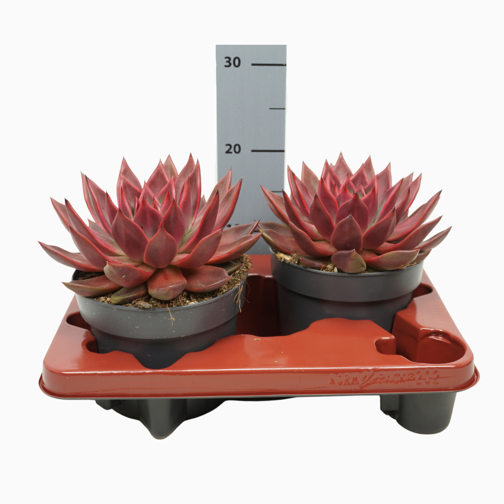 Echeveria antaris 17 cm.