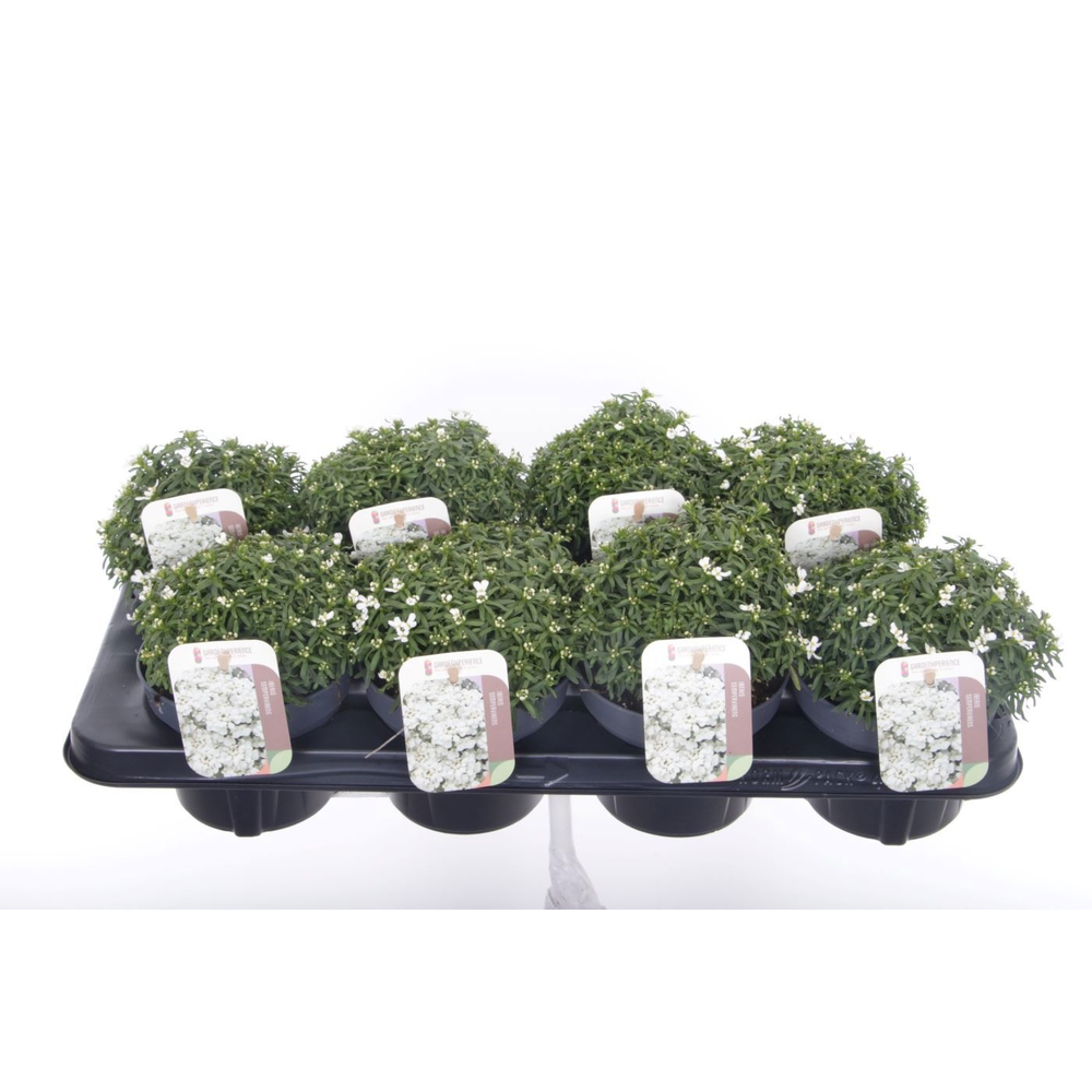 Iberis sempervirens Snow Cone.