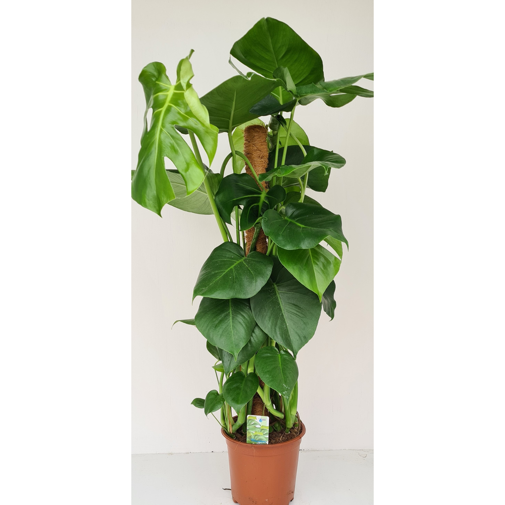 Monstera mosstok.
